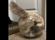 金魚鉢から尻尾が生えてる！？ 窮屈さを極めたい猫さん。