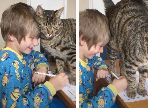 宿題中の男の子を、全力で邪魔する猫さん