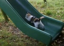 挫けることは絶対にない！すべり台に挑戦し続ける子猫さん。