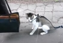 猫を連れて初めての散歩！外の世界をみた猫さんは…