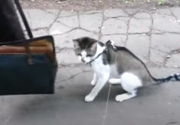 猫を連れて初めての散歩!外の世界をみた猫さんは…