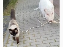 「さぁ行きましょ〜」って、猫を散歩させているのは豚さん！？