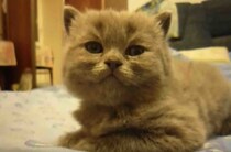 一時停止して、コテッ！電池が切れたように寝落ちをする子猫。