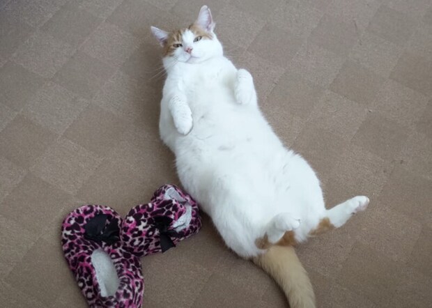 モフモフの誘惑…! お腹を見せつけてくる猫さん。