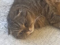 ゴロゴロ転がるだけで癒し満点。まったり猫さんのリラックスタイム