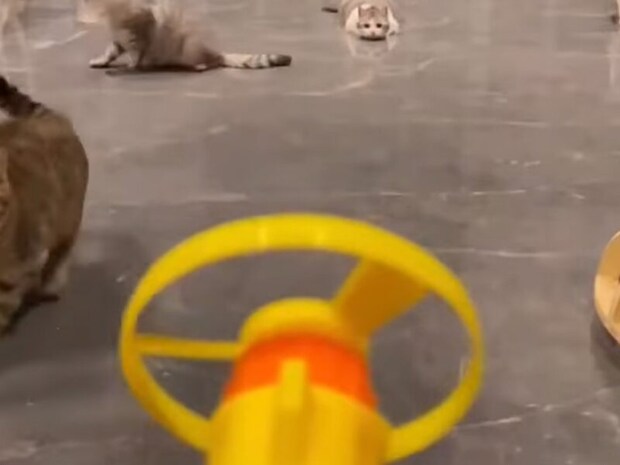 反応が十猫十色! 飛ぶおもちゃを追う猫さんたちの大ジャンプ大会