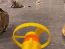 反応が十猫十色！ 飛ぶおもちゃを追う猫さんたちの大ジャンプ大会