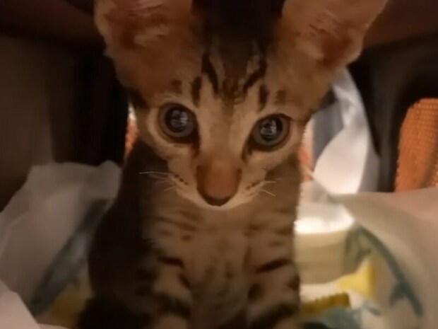 「小さい頃も今も可愛すぎる!」6年前のうちの子記念日を振り返ってみたら…