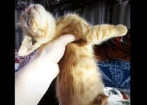 脱力するにもほどがある！ 毛繕いしている子猫を抱き上げると…