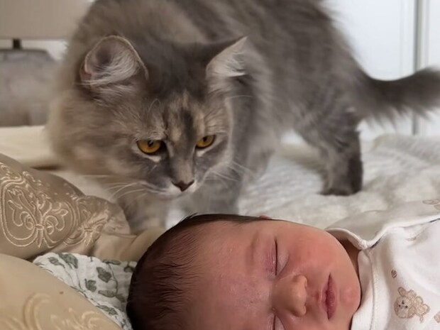 新しい命に興味津々! 赤ちゃんを見つめる猫さんの反応に感動