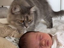 新しい命に興味津々！ 赤ちゃんを見つめる猫さんの反応に感動
