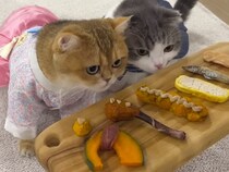 服姿がかわいすぎる！ 猫さんたちためにごちそうを作ったら…