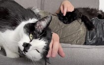 モフモフの二刀流も大変だぞ。 2匹の猫さんを平等に可愛がるには…