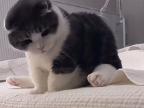 その場からは動かないけど全力で！ 短いお手手で遊ぶ猫さんがかわいすぎる