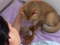 飼い主さんがどこで寝てても、母猫が子猫を連れて来ちゃう！ 可愛すぎる光景♡