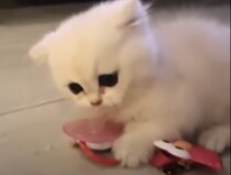 おしゃぶりは渡さないぞー！くわえたまま逃げ回る子猫