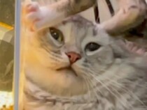 もうちょっと遠慮ってものが… 子猫、先輩猫の顔を踏み台に使う