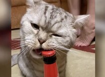 蓋が開かない？ 任せるにゃ！ ビール瓶の蓋を開けてくれる猫さん。
