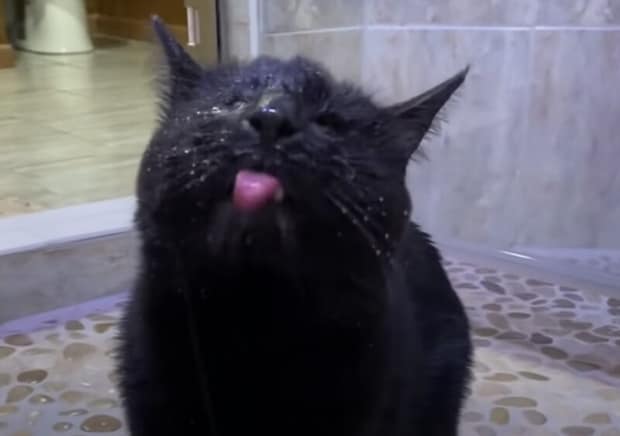 盲目の猫さん、毎日の日課はシャワーを浴びること!