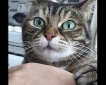 ごめ、痛かった？ 噛みついた後に申し訳なさそうにする猫