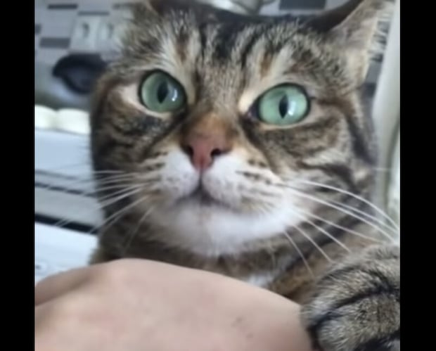 ごめ、痛かった？ 噛みついた後に申し訳なさそうにする猫