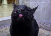 盲目の猫さん、毎日の日課はシャワーを浴びること！