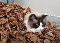 「肌寒くなったにゃー」落ち葉ベッドで秋を満喫する猫さん