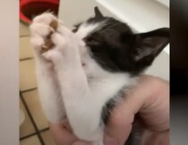 それ、ドッグフードだよ？ 犬からご飯を盗んじゃうドロボウ子猫