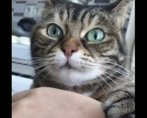 ごめ、痛かった？ 噛みついた後に申し訳なさそうにする猫