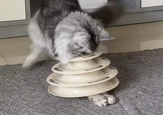 どういう状況? コロコロ転がすおもちゃなのに、遊び方が独特な猫さん。