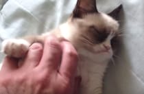 不機嫌そうな顔の猫。これでもとっても喜んでるんだよ！