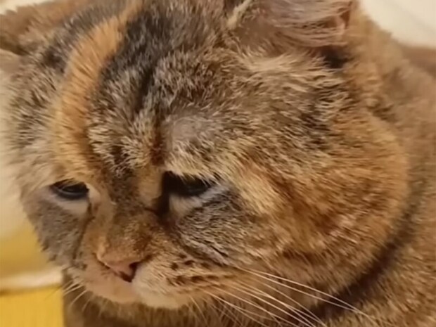 「ニャー…」しょんぼり猫さんのご機嫌が戻るまで