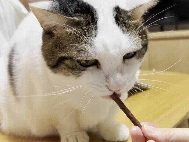 ジャンクな匂いが好き!? 香りに夢中になる猫さんの表情が可愛すぎる