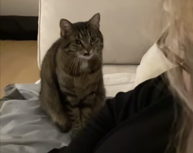 控えめすぎて可愛い!「あのぅ、あのね?」飼い主になにか言いたい猫さん