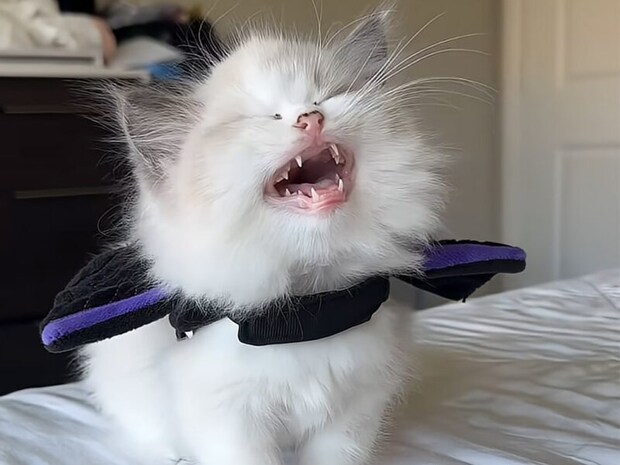 拗ねてもかわいい♡ 「手伝ってにゃー!」助けを求める子猫さんの鳴き声にキュン