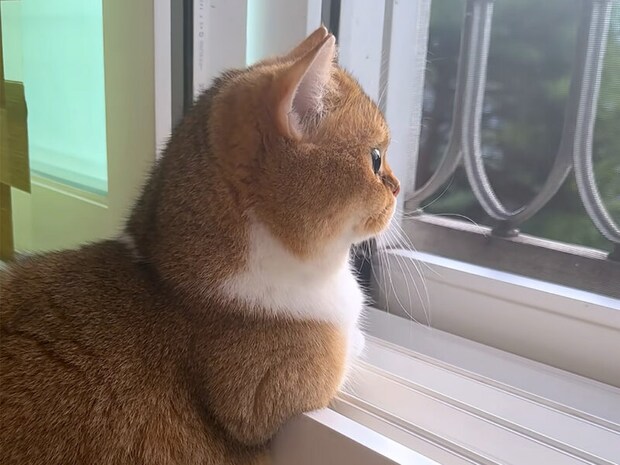 「今日も帰りを待ってたよ!」 猫さんたちの“おかえり”が心にしみる