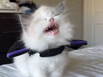 拗ねてもかわいい♡ 「手伝ってにゃー！」助けを求める子猫さんの鳴き声にキュン