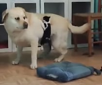 「大型犬に乗ってみたい！！」行動がやんちゃすぎる子猫