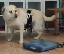 「大型犬に乗ってみたい！！」行動がやんちゃすぎる子猫