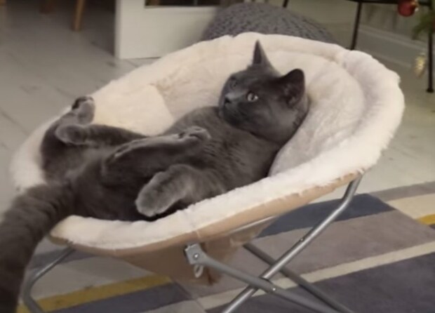 これがお昼の楽しみニャ!ソファでのんびりアニメ鑑賞する猫