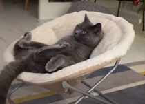 これがお昼の楽しみニャ！ソファでのんびりアニメ鑑賞する猫