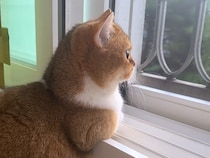 「今日も帰りを待ってたよ！」 猫さんたちの“おかえり”が心にしみる