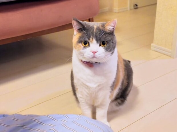 慎重派と元気っ子! 性格が違う2匹の猫が見せる仲良し遊び時間