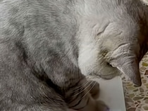 体重計の数字に不満顔！？納得いかない猫さんのリアクション