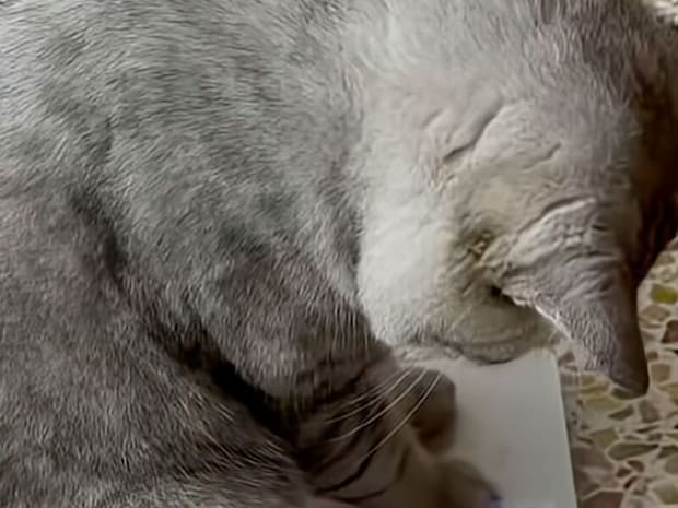 体重計の数字に不満顔!?納得いかない猫さんのリアクション