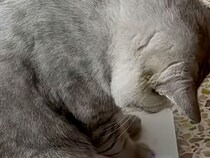 体重計の数字に不満顔！？納得いかない猫さんのリアクション