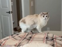 「子猫なんてキライだ！」嫉妬していた猫さんの心境の変化にほっこり♡