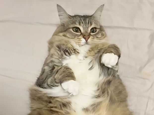 スイーツより甘い!? 飼い主に“食べられちゃう”猫さんが可愛すぎる