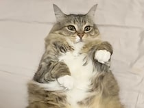 スイーツより甘い!?  飼い主に“食べられちゃう”猫さんが可愛すぎる