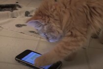 子猫もスマホ使えるよ♪ メッセージの入力を教えてみたら…